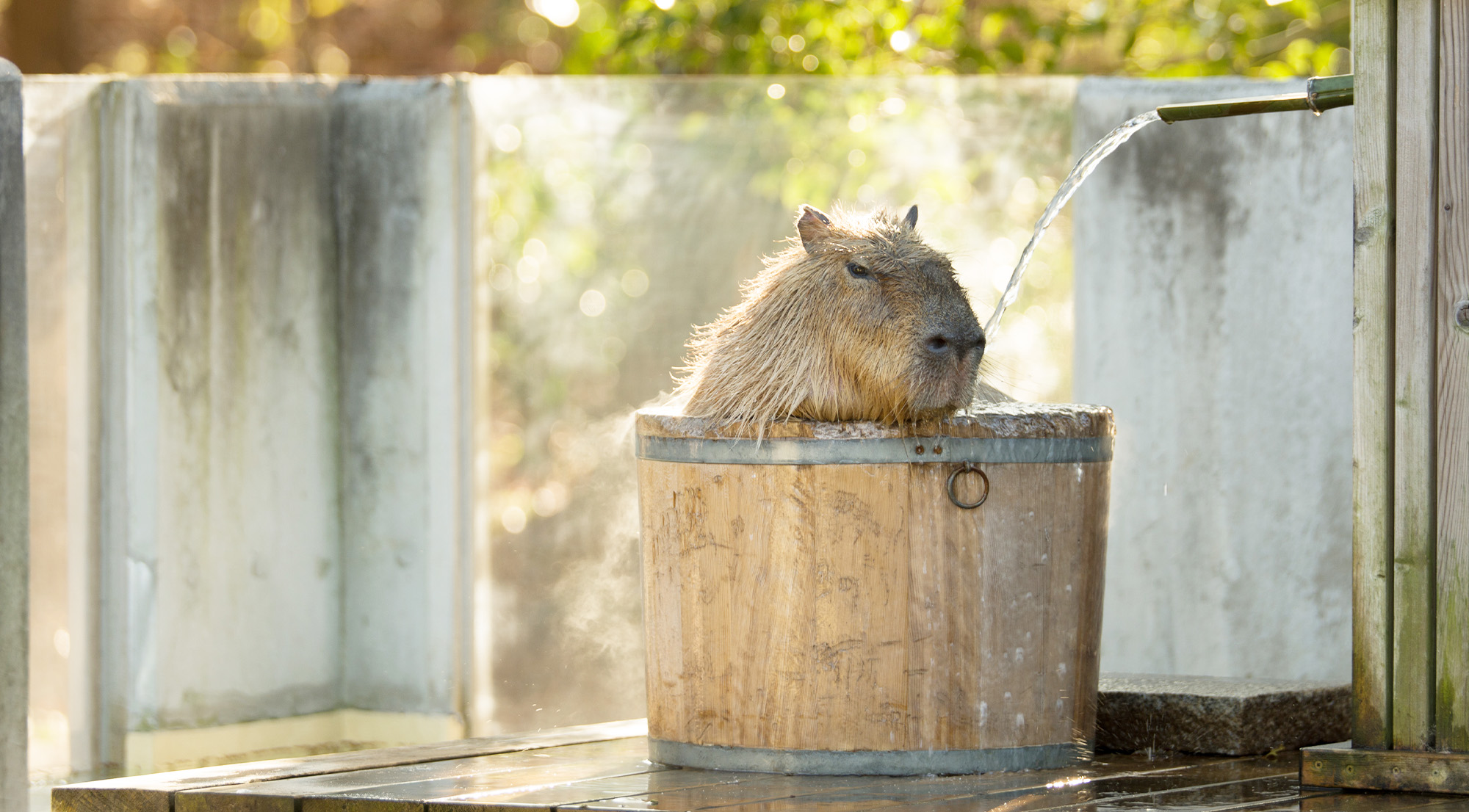 智光山公園こども動物園