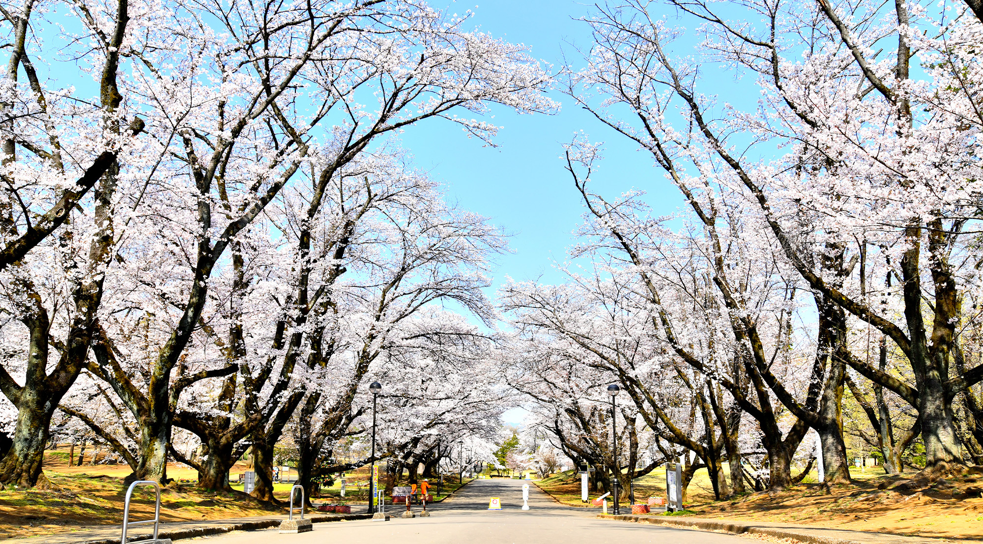 埼玉県営狭山稲荷山公園